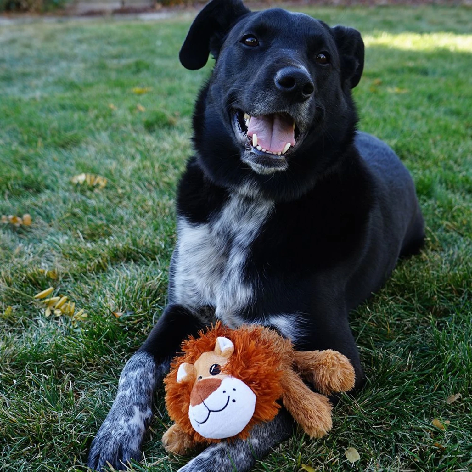 KONG Cozie Nate The Lion Plush Squeaky Dog Toy - Image 3